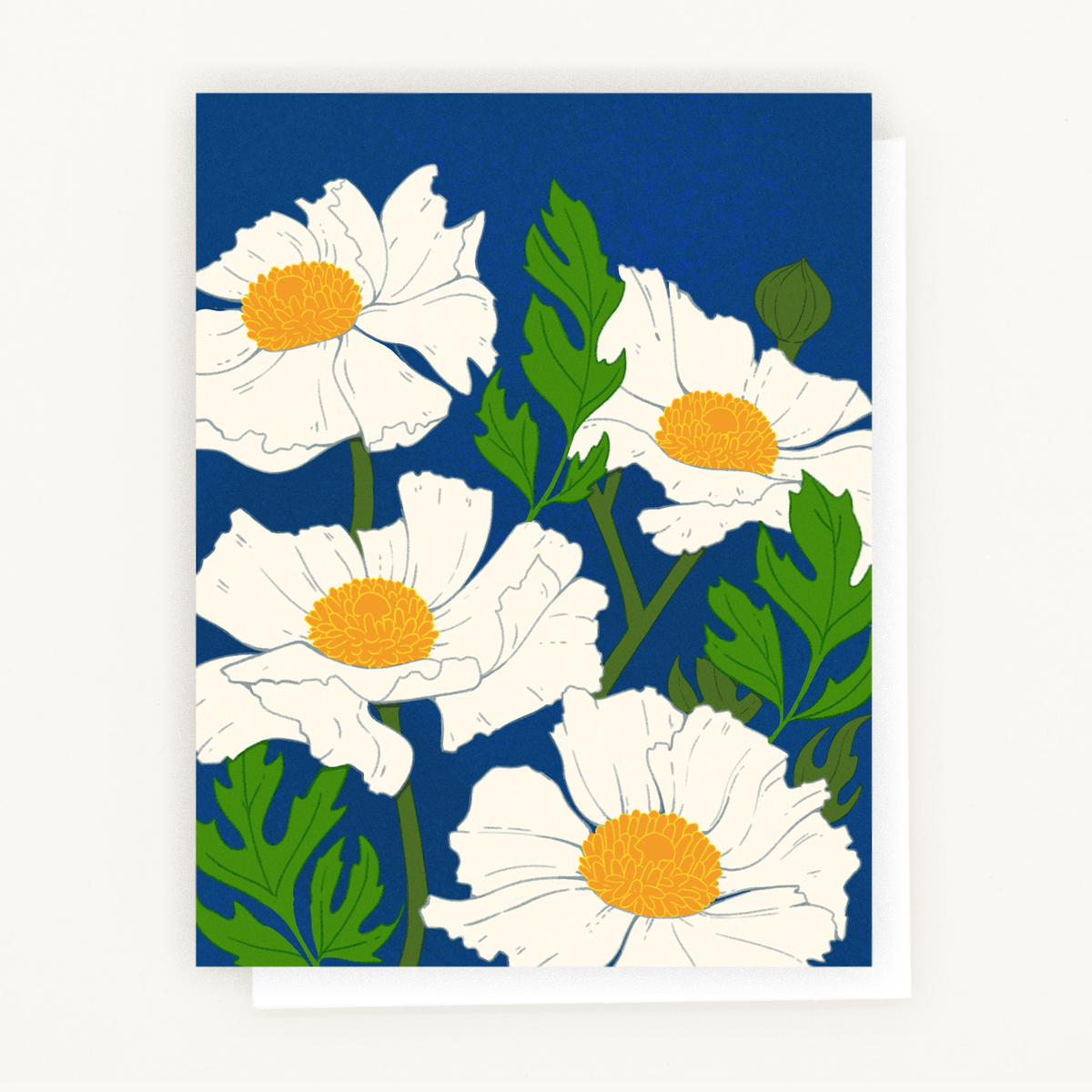 Botanical art of California native Matilija poppy