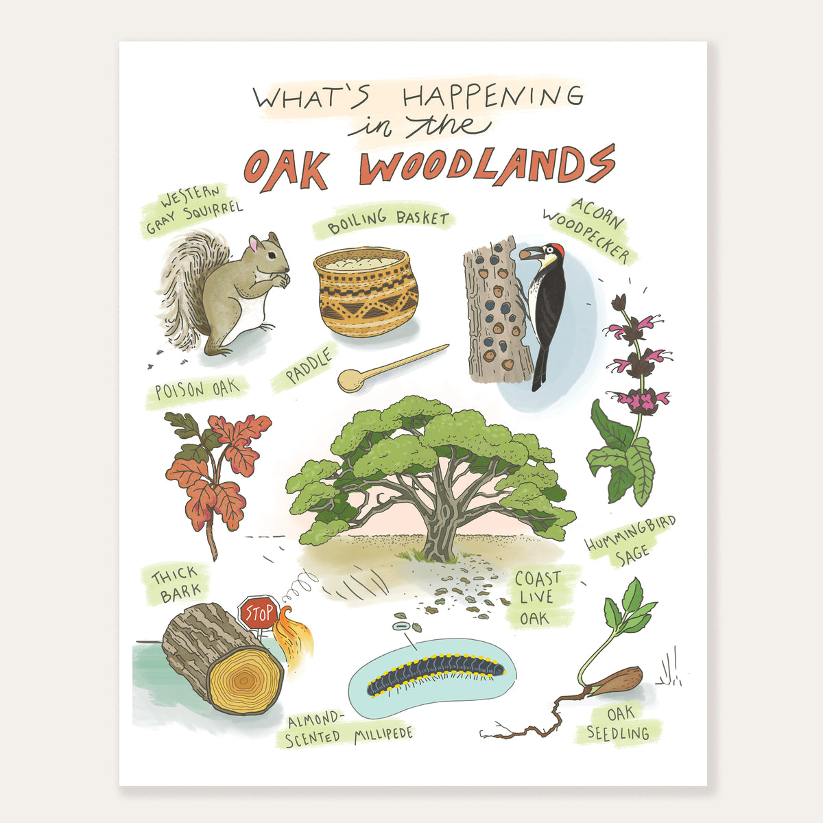 Illustrated Oak Woodlands Art Print showcasing Coast Live Oak, Acorn Woodpecker, Hummingbird Sage, and other native species.