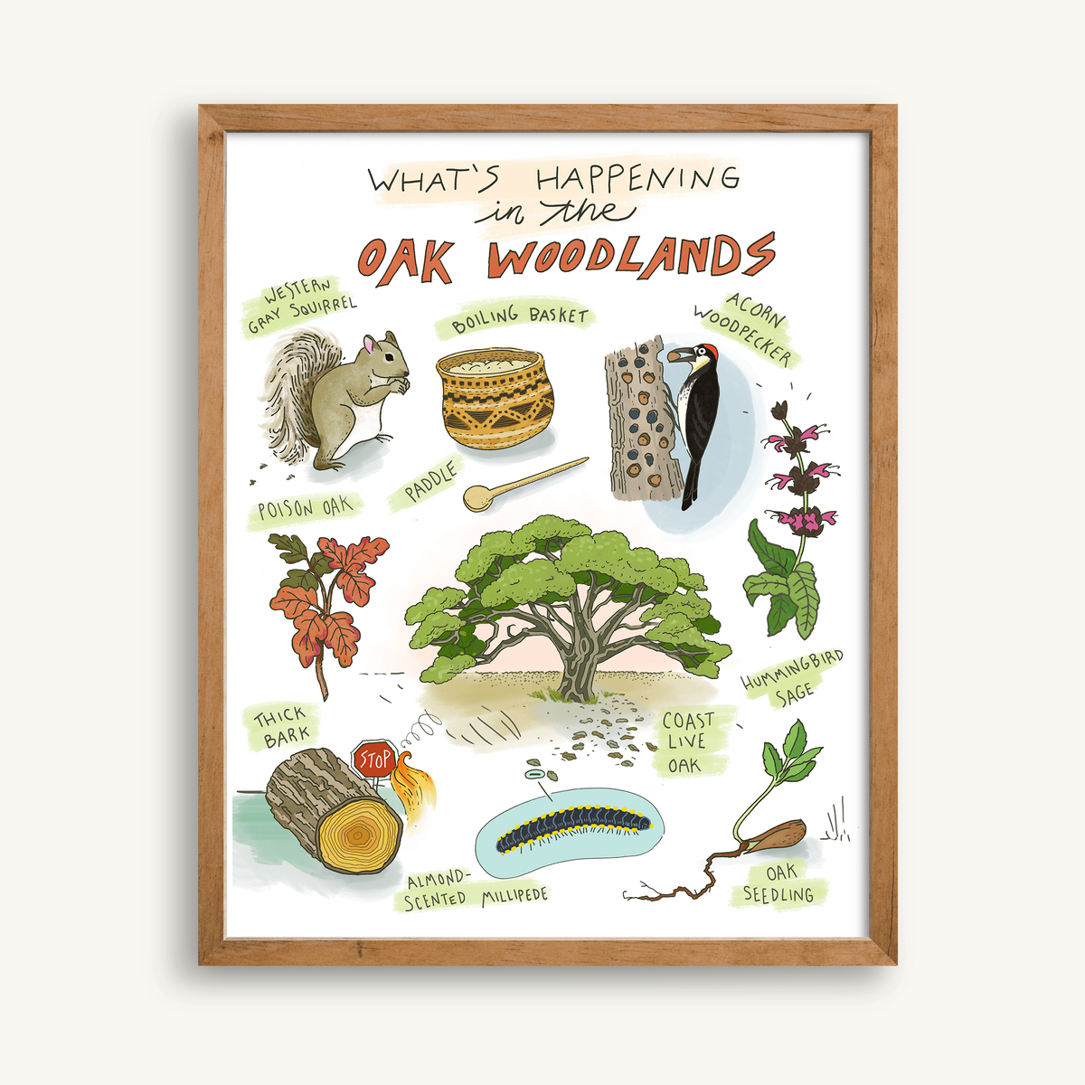 Oak Woodlands Art Print featuring illustrated flora and fauna of California’s oak woodland ecosystem, including trees, animals, and plants.