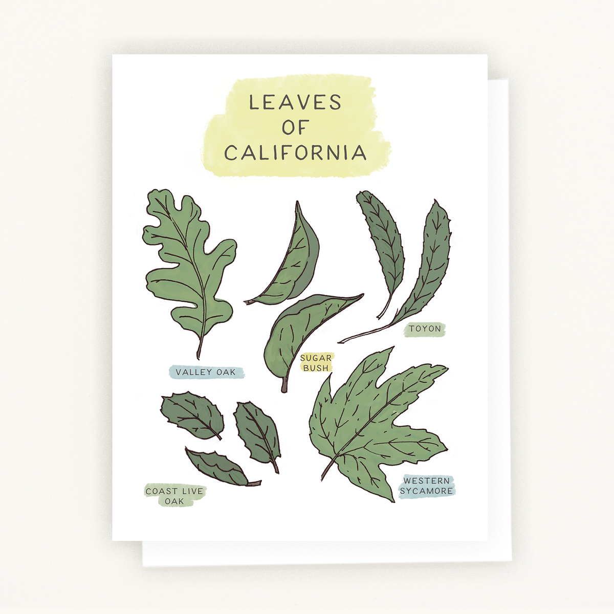 sustainable notecard perfect for heartfelt notes and nature lovers